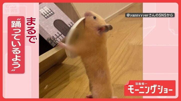 皿まわし?アキラ100%? くわえてダンスするハムスターさん 皿芸を披露してる?