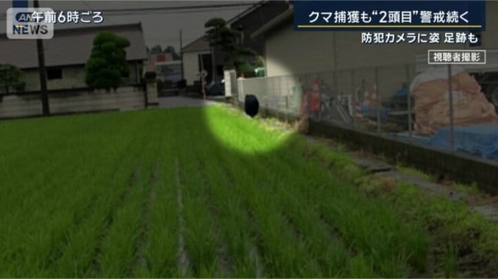 クマ