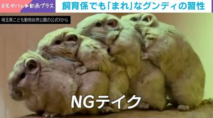 愛らしい“NGテイク”