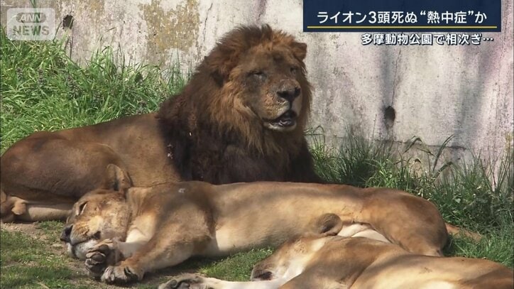 ライオン