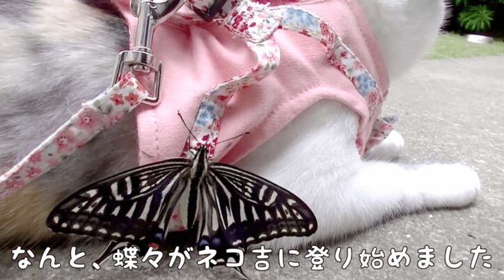 「蝶々さんこんにちは」　背中に蝶々をのせて散歩する猫
