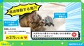 亀が猫を追いかけて“高速移動”!? 華麗な動きに「そのうちドリフトしそう」「スケボー使いこなしてるｗ」と反響