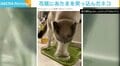 「それ以上行くとこの世界に戻れなくなるぞ！」 猫の“冒険”に手に汗にぎるコメント