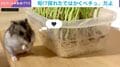 1年も食べていなかったのに…!? 自分で収穫して食べる“豆苗狩り”が大好きなハムスターの姿に「もぐもぐしたいんですね」など反響