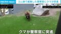 「クマだ、犬じゃないんだぞ！」観光客に警告した直後…ゴム弾に興奮した親グマが警察官へ決死の突進!? 緊迫の現場 アメリカ