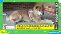 来年もよろしくワン！ 2021年に話題を集めた犬のかわいすぎる投稿5選