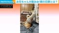 起きて窓の外を覗くのがルーティン しかしお兄ちゃんを“踏み台”に… 仲良し2匹にツッコミの声