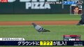 グラウンド内に“10人目の野手”？MLBの試合中にハトが乱入も試合はそのまま続行の珍事「かまわず続行！？」「ハトスルー」とファンびっくり