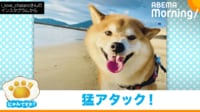 【映像】“海の生物”に猛アタックする柴犬の悲劇