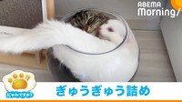 ボウルにギュウギュウに詰まったネコ