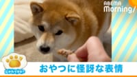 【映像】“警戒”しながらおやつを食べる柴犬(飛び跳ねて距離を取る様子も)