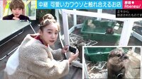 原宿アベニュー - ベック中継「原宿“癒しスポット” 動物カフェでふれあい体験」 12/23放送 | 動画視聴はAbemaビデオ(AbemaTV)