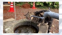 【映像】手水鉢を占拠する猫