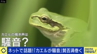 「カエルがうるさい」鳴き声は騒音？ 少数意見・クレームをどう汲み取る