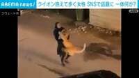 夜の街で暴れるライオンを素手で抱きかかえる女性 「勇敢だ」の声相次ぐも…じつは飼い主 クウェート