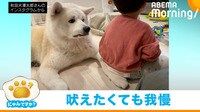 【動画】なんとも言えない切ない表情で何かを訴えるわんちゃん
