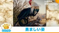 ニワトリの"神々しい立ち姿"に「このまま飾れる」「花札みたい」と絶賛の声