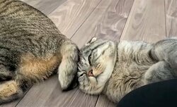 尻尾で顔を“ペシペシ”される猫 「耐えてるw」「遠い目で草」リアクションにじわる人が続出