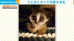 母親の動きをマネする子サル 首をかしげる姿が「あざとかわいい」と話題