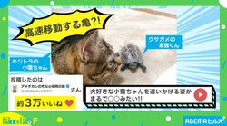亀が猫を追いかけて“高速移動”!? 華麗な動きに「そのうちドリフトしそう」「スケボー使いこなしてるｗ」と反響