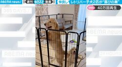 一体、何をやってるの！？ 仲良しのレトリバー子犬2匹が嬉しすぎてケージの中で「謎の動き」… 可愛すぎる動画がネット上で話題に