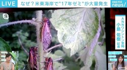 米東海岸で“17年ゼミ”が大量発生 日常生活に影響も楽しんだもん勝ち？ アイデア続々