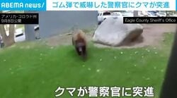 「クマだ、犬じゃないんだぞ！」観光客に警告した直後…ゴム弾に興奮した親グマが警察官へ決死の突進!? 緊迫の現場 アメリカ