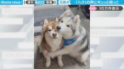飼い主が「ハグ」と声かけると…シベリアンハスキー兄が弟をギュッ！かわいすぎる愛情表現に「二人まとめてハグしたい」「弟大好きなのね」