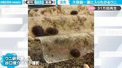 「じ、実在した…まっくろくろすけ」ウニたちが大移動するタイムラプス映像が話題
