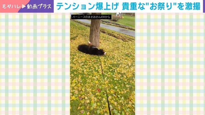 バーニーズマウンテンドッグのまさおくん（5歳）