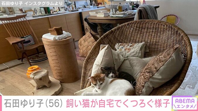 石田ゆり子の自宅でくつろぐ愛猫