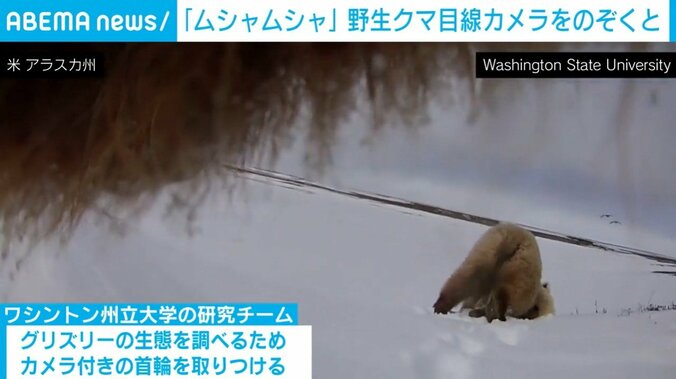 クマ目線のクマ