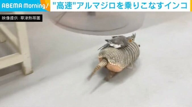 アルマジロの「むっちゃん」とオカメインコの「チエちゃん」