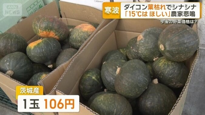 茨城産カボチャ　1玉106円