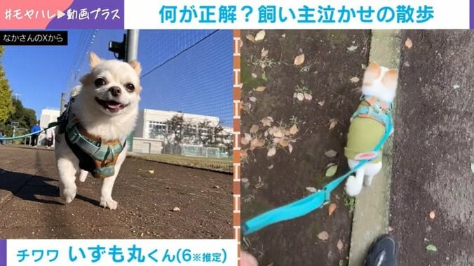 チワワのいずも丸くん