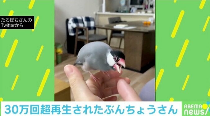 癒されまくり！今年話題を集めた小動物の可愛い＆爆笑投稿5選 1枚目