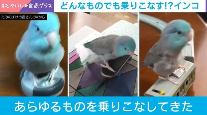 マメルリハのたみのすけくん
