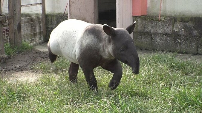 動物たちの可愛すぎる“食事タイム”に密着！ ホワイトタイガーこだわりのディナーとは？ 10枚目