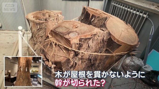 幹が切られた木