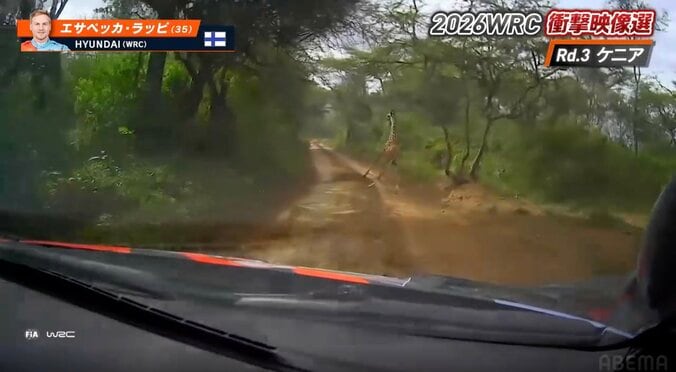 世界最速のラリー車に「キリンもびっくり」 レース実況の名手が選ぶ衝撃光景「競技よりも命」ドライバーの“粋な対応”も脚光 2枚目