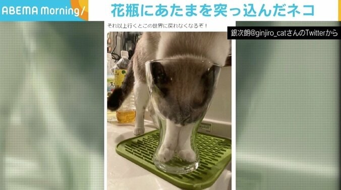 「それ以上行くとこの世界に戻れなくなるぞ！」 猫の“冒険”に手に汗にぎるコメント 1枚目