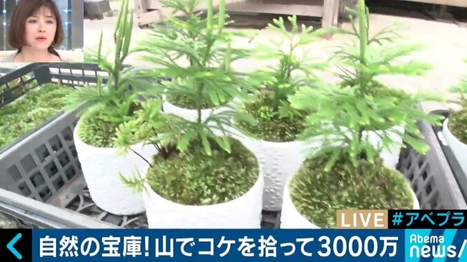 カブトムシやコケを売って年間3000万円の売上も…日本の山が持つ意外なポテンシャル 6枚目