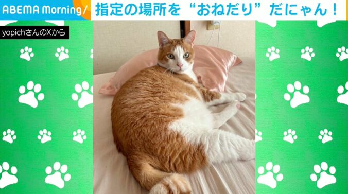 猫のふうたくん