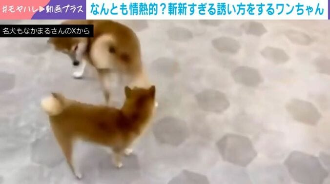 もなかまるちゃん