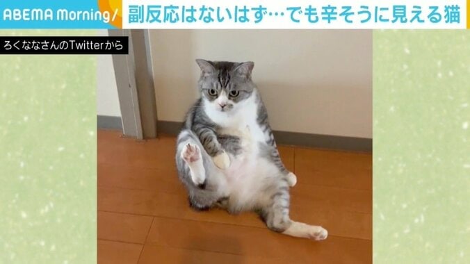 「副反応がつらい猫」で大反響のろくくん、別の動画でも“壁にもたれかかる”かわいい姿 2枚目