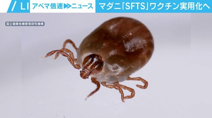 マダニ