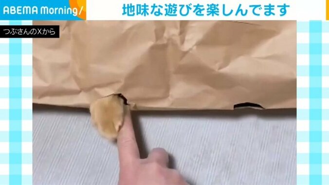 茶トラのつぶちゃんの足