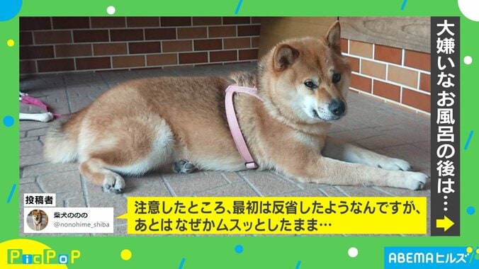 来年もよろしくワン！ 2021年に話題を集めた犬のかわいすぎる投稿5選 3枚目