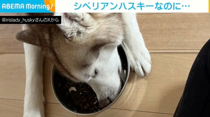 シベリアンハスキーのナイトくん