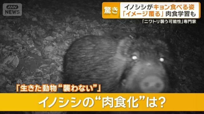 イノシシの肉食化は？